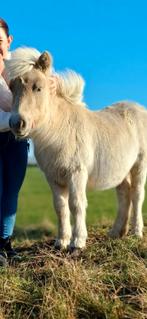 Muchroom shetlander veulen NSPS stamboek kinderpony, Dieren en Toebehoren, Gechipt, 0 tot 2 jaar, Hengst, A pony (tot 1.17m)