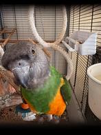 bonte boer - senegal papegaai, Dieren en Toebehoren, Mannelijk, Papegaai, Geringd