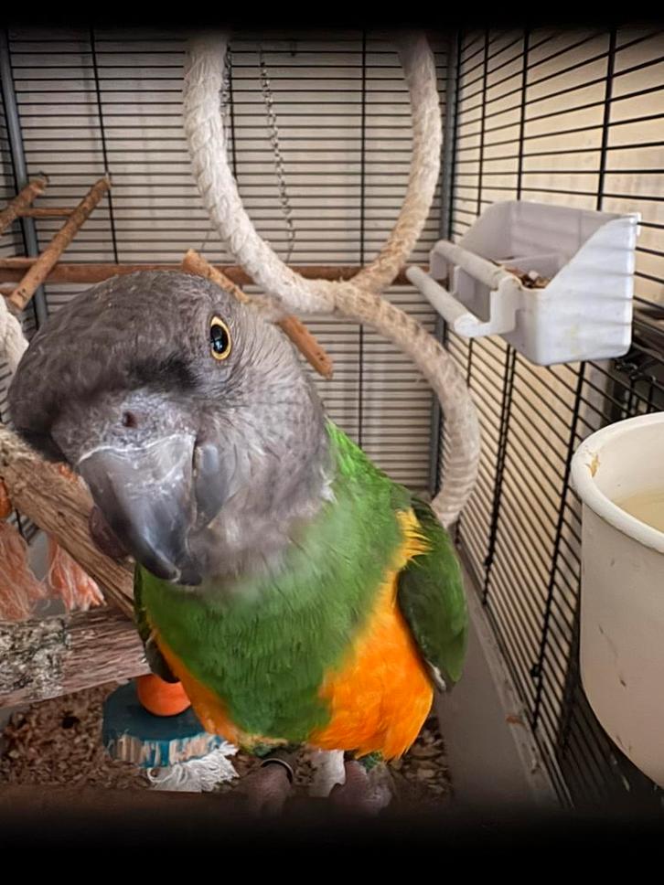 bonte boer - senegal papegaai, Dieren en Toebehoren, Vogels | Parkieten en Papegaaien, Papegaai, Mannelijk, Tam, Geringd