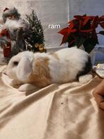 Konijntjes, Dieren en Toebehoren, Juni, Mannelijk, Overige typen, Tam