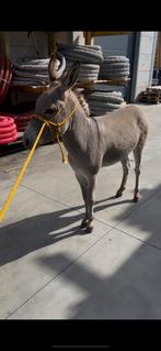 2 tamme mini-ezels, Dieren en Toebehoren, Ontwormd