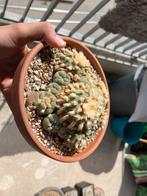 Lophophora diffusa, Ophalen of Verzenden