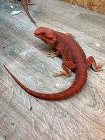 Male extreme red hypo trans visual stripe, Dieren en Toebehoren, Reptielen en Amfibieën, Schildpad, 0 tot 2 jaar