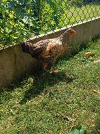 Schitterende jonge hen