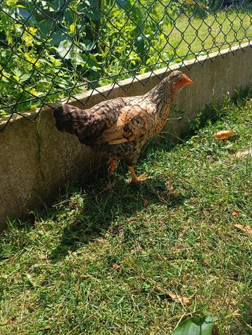 Superbe jeune poule