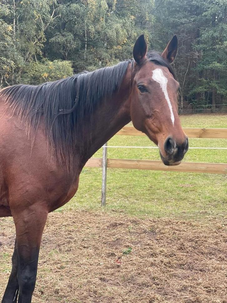 Verzorgers gevraagd / gezocht, Animaux & Accessoires, Chevaux