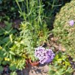 Verbena, Ophalen