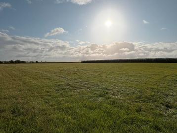 Gras op stam te koop  3,6ha 2e snede