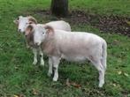 Wiltshire horn, Dieren en Toebehoren, Schapen, Geiten en Varkens