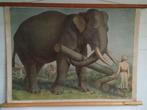 Schoolplaat Asian Elephant, Natuur en Biologie, Ophalen of Verzenden