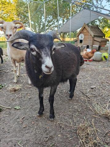 Ouessant rammetjes, Mâle, Mouton, 0 à 2 ans