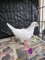 Sierduif, Dieren en Toebehoren