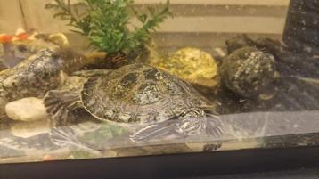 Waterschildpad met aquarium en voedsel voor de komende jaren beschikbaar voor biedingen