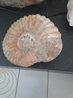 Ammonite, Collections, Enlèvement ou Envoi