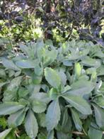 Sedum - grote planten - 2,50 per stuk - nog 7 stuks te koop, Tuin en Terras, Planten | Tuinplanten, Vaste plant, Overige soorten