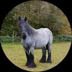 Trekpaard  merrie, Cheval d'attelage, 160 à 165 cm, Vermifugé, Ne s'applique pas