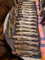 Verse forellen en zalmforellen., Ophalen