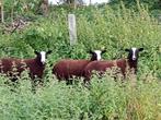 Zwartbles ram lammen, Dieren en Toebehoren