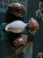 Schelpen, Verzamelen, Ophalen of Verzenden, Schelp(en)