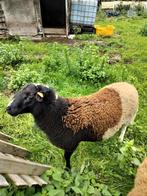 Schaperam dorpel x Barbados black belly .1 jaar oud, Dieren en Toebehoren, Schapen, Geiten en Varkens