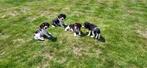 Beagle pups, Dieren en Toebehoren, België, Beagle, CDV (hondenziekte), 8 tot 15 weken