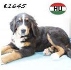 Prachtige Berner Sennen-reutjes te koop, Dieren en Toebehoren, 15 weken tot 1 jaar, Sennenhond, Buitenland, CDV (hondenziekte)