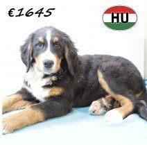 Prachtige Berner Sennen-reutjes te koop, Dieren en Toebehoren, Honden | Bulldogs, Pinschers en Molossers, Reu, Sennenhond, Handelaar