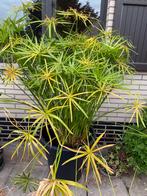 Papyrus met mooie zwarte pot, Ophalen, Vaste plant, Overige soorten, Halfschaduw