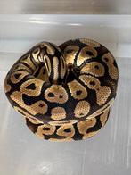 Ball python, Dieren en Toebehoren, Slang