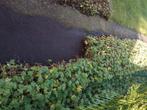 Geraniums (per lopende meter), Ophalen, Zomer, Vaste plant, Bodembedekkers
