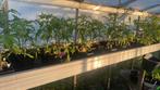 Tomatenplanten, Jardin & Terrasse, Plantes | Jardin, Annuelle, Enlèvement, Plantes potagères, Été