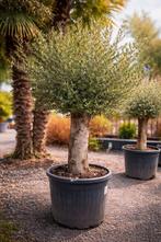 Olijfboom Olea Europaea - op voorraad, Tuin en Terras, Ophalen, Olijfboom