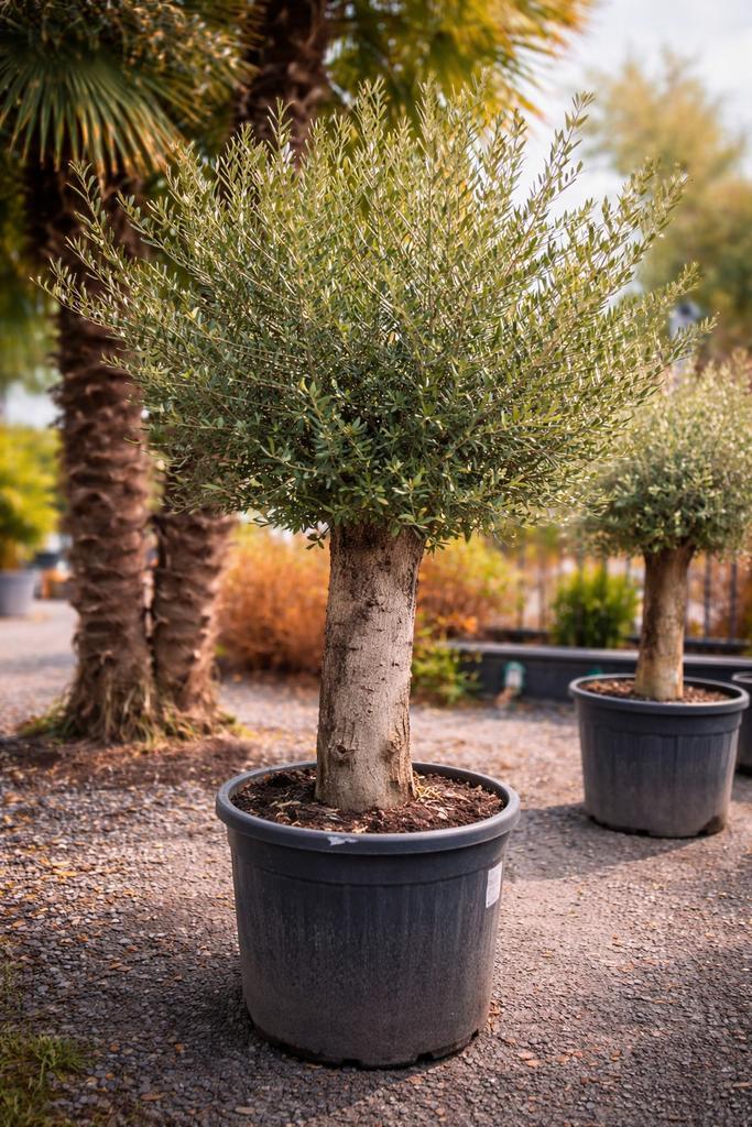 Olijfboom Olea Europaea - op voorraad, Jardin & Terrasse, Plantes | Arbres, Olivier, Enlèvement