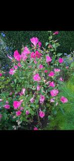 Planten Lavatera , winterhard, Tuin en Terras, Ophalen