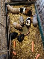 Cavia beertjes, Dieren en Toebehoren, Knaagdieren, Cavia, Augustus, Mannelijk, Tam