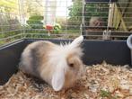 Dwergkonijntje, Dieren en Toebehoren, Konijnen, Meerdere dieren, Dwerg, Hangoor, 0 tot 2 jaar