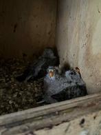 Bourkens parkieten 2 nesten, Meerdere dieren, Parkiet, Geringd