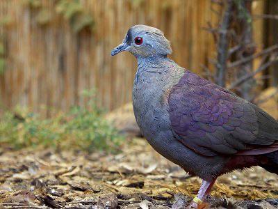 Te koop: Koppel Jamaica-duiven (DNA-getest, geringd), Meerdere dieren, Geringd