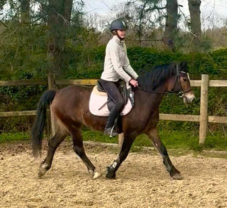 D welsh pony 6j allrounder ook betuigd, Dieren en Toebehoren, Paarden, Merrie, Met stamboom