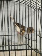 Harlekijn pop 2024, Dieren en Toebehoren, Vogels | Kanaries