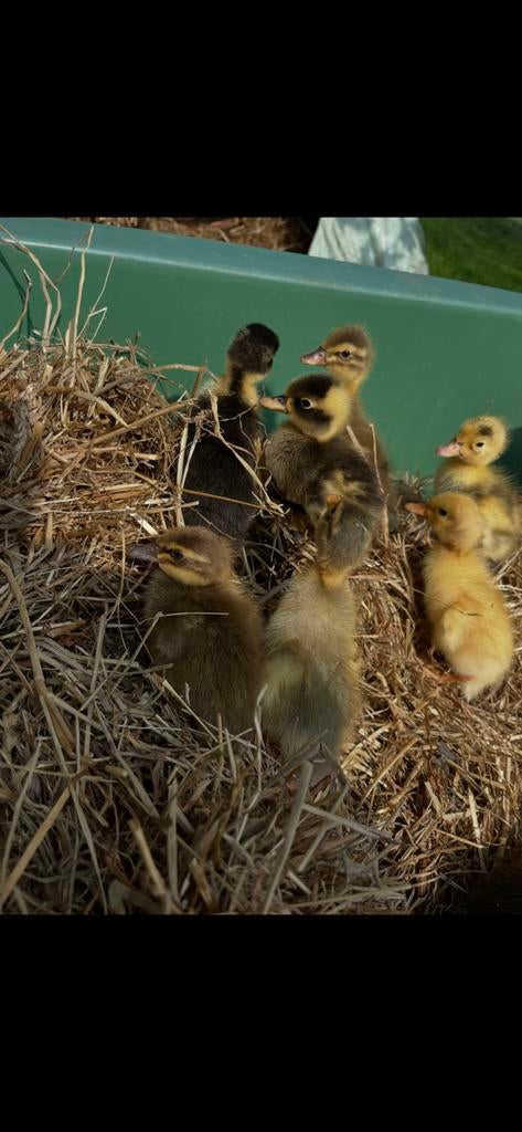 Jong pluimvee, Dieren en Toebehoren, Pluimvee