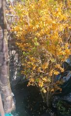 forsythia en pleine floraison, Jardin & Terrasse, Enlèvement