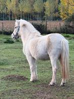Betrouwbare allrounder te koop, Dieren en Toebehoren, B, Ruin, Gechipt, B pony (1.17m tot 1.27m)
