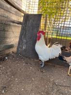 Broedeieren Poule de Bresse, Dieren en Toebehoren, Geslacht onbekend, Kip