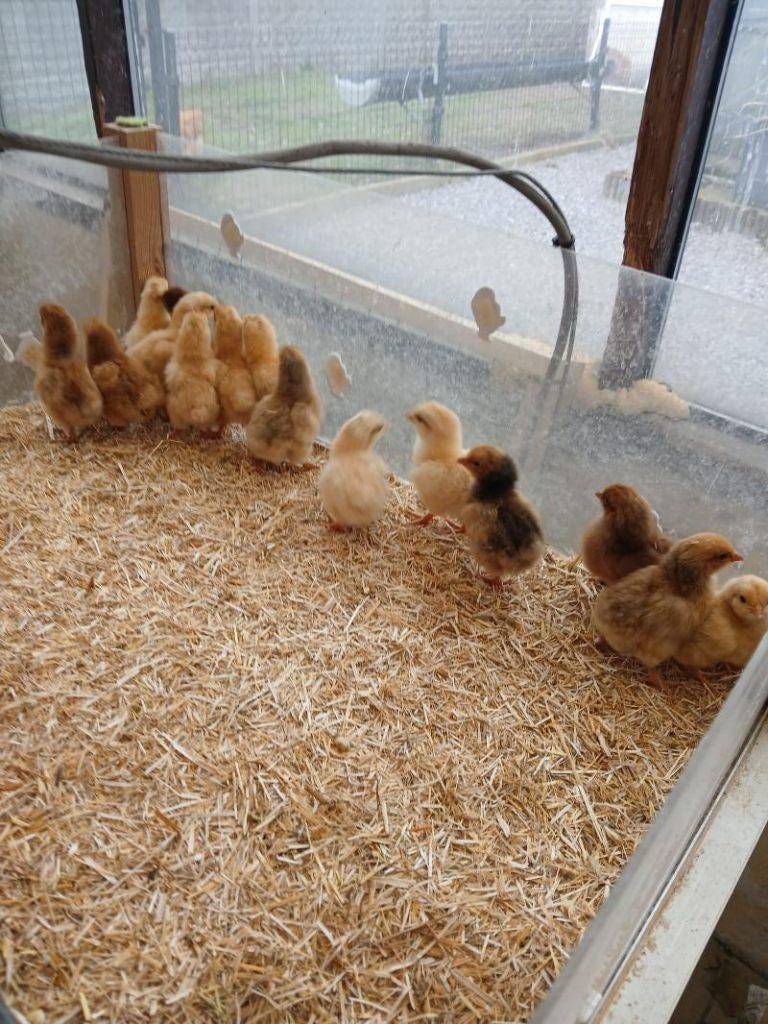 pluimvee, Overige soorten