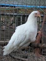 witte leghorn, Dieren en Toebehoren