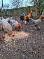 Broedeieren Leghorn Blauwpatrijs, Dieren en Toebehoren, Pluimvee, Geslacht onbekend, Kip