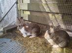Konijnen te koop