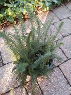 Duizendblad achillea, Volle zon, Vaste plant, Zomer, Ophalen
