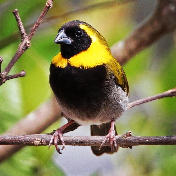 Koppel Phonipara canora, Dieren en Toebehoren, Vogels | Overige Vogels, Geringd
